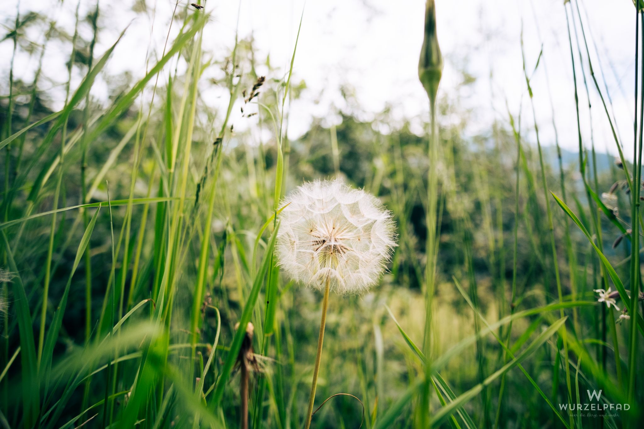 Pusteblume